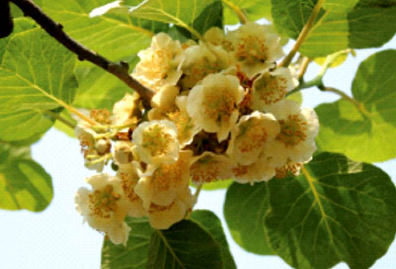 磨山三號(hào)雄株公樹