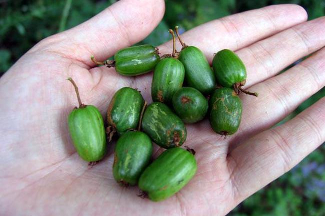 世界7大商品獼猴桃主產(chǎn)國(guó)種植面積變化趨勢(shì)