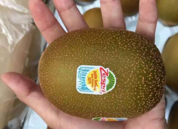 新西蘭奇異果