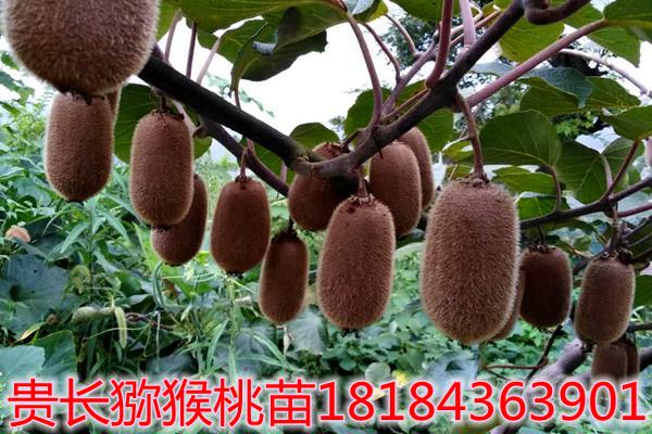貴長(zhǎng)獼猴桃
