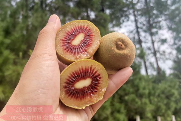 紅實(shí)號獼猴桃