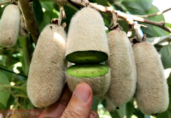 華特獼猴桃（毛花獼猴桃、白毛獼猴桃）