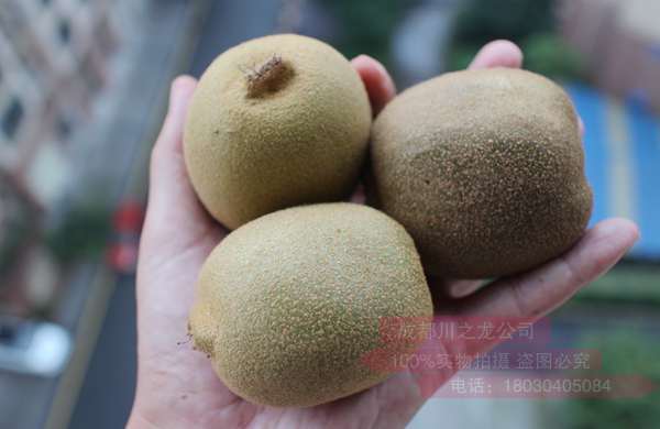 華優(yōu)獼猴桃