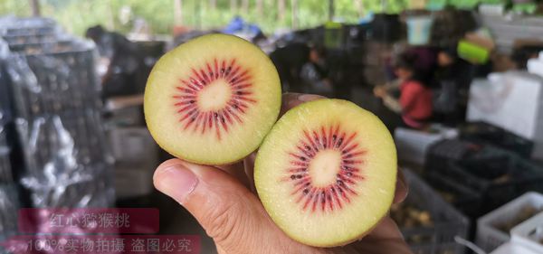 楊氏中華50獼猴桃
