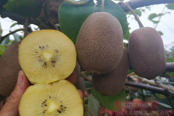 新西蘭陽(yáng)光金果