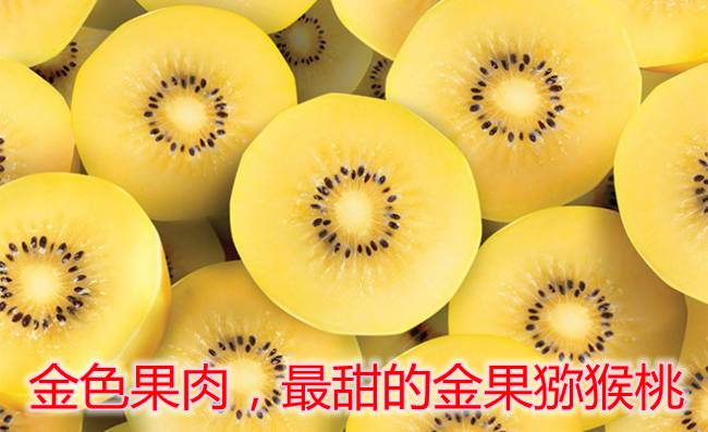 陽光金果g3獼猴桃