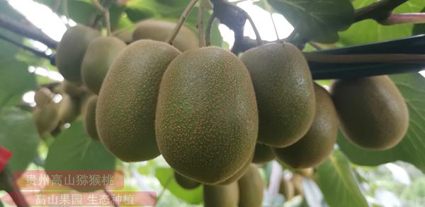 陽(yáng)光金果