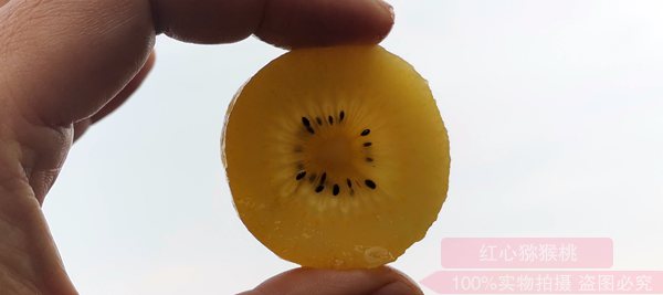 新西蘭陽(yáng)光金果G3獼猴桃