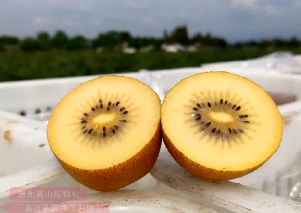 陽光金果 陽光金果