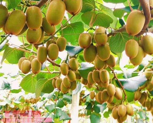 yellow kiwi plants