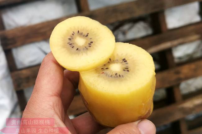陽光金果