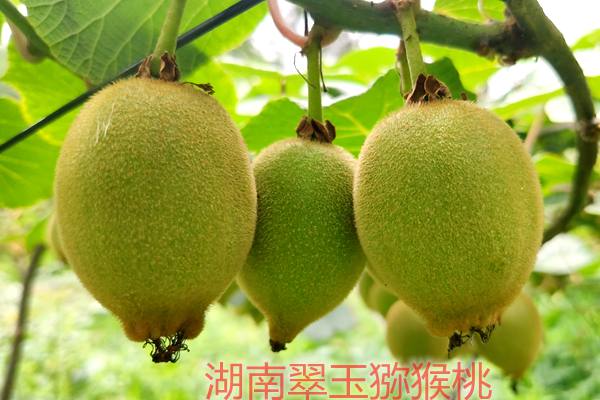 炎農(nóng)三號(hào)獼猴桃