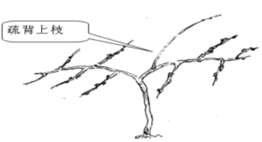 獼猴桃徒長(zhǎng)枝