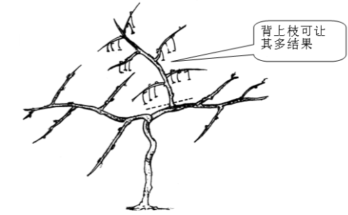 獼猴桃徒長(zhǎng)性結(jié)果枝