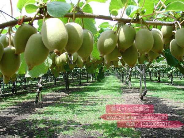 世界奇異果之都--蒂普基種植獼猴桃苗的區(qū)位優(yōu)勢(shì)