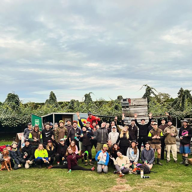 New Zealand SunGold Fruit Picking Site