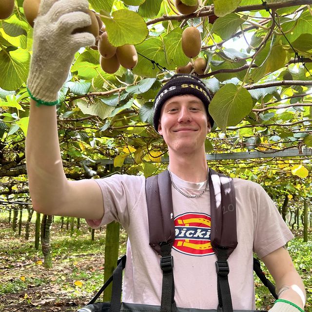 New Zealand SunGold Fruit Picking Workers