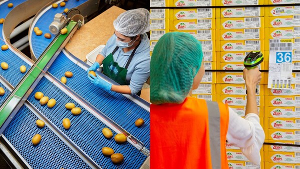 New Zealand Zespri kiwifruit cultivation