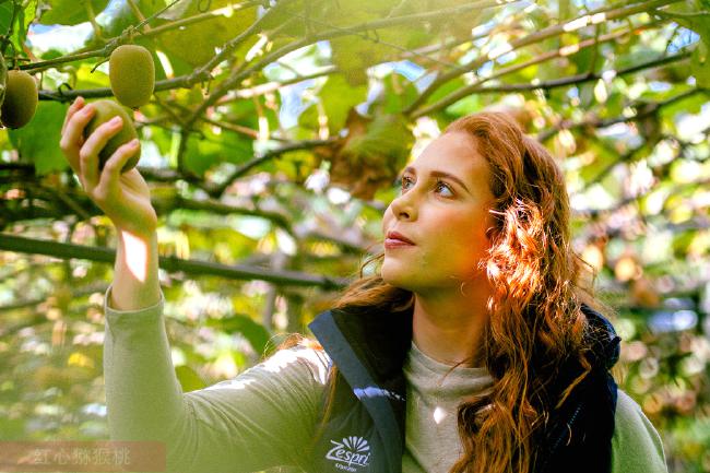 陽(yáng)光金果 陽(yáng)光金果