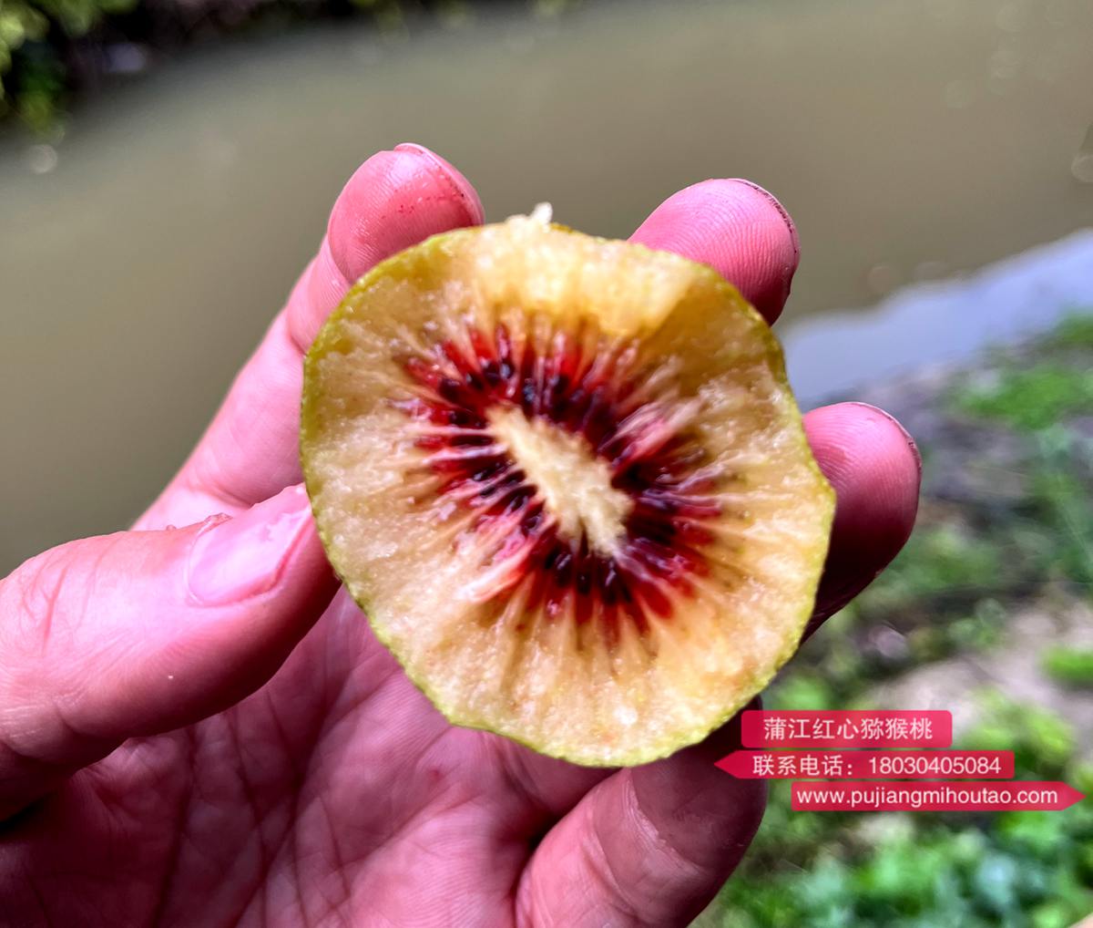 買(mǎi)了一盒新西蘭佳沛的寶石奇異果