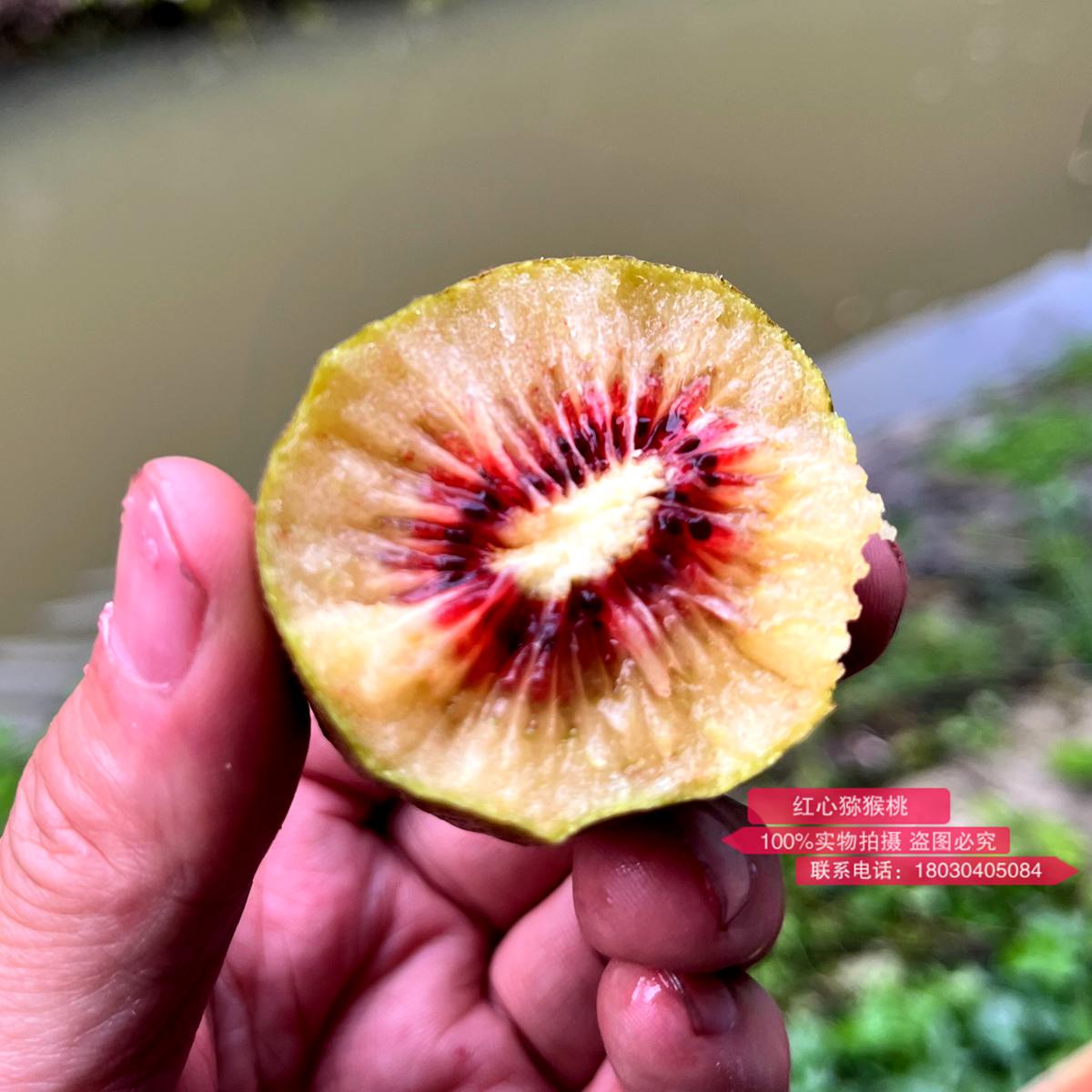 新西蘭佳沛的寶石紅肉奇異果
