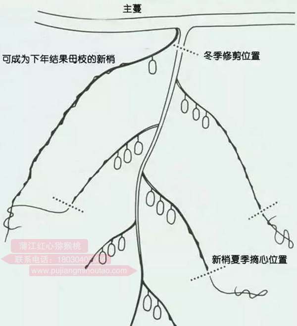 紅心獼猴桃