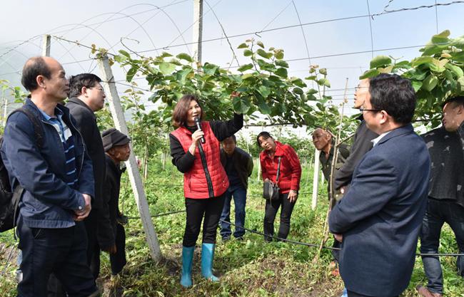 播州區(qū)三岔鎮(zhèn)獼猴桃