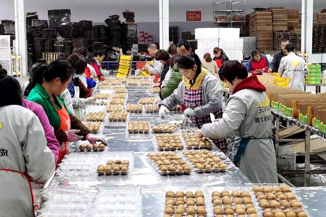 紅心獼猴桃黃心獼猴桃品種