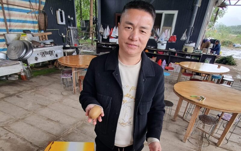 紅心獼猴桃 充分授粉的紅心獼猴桃