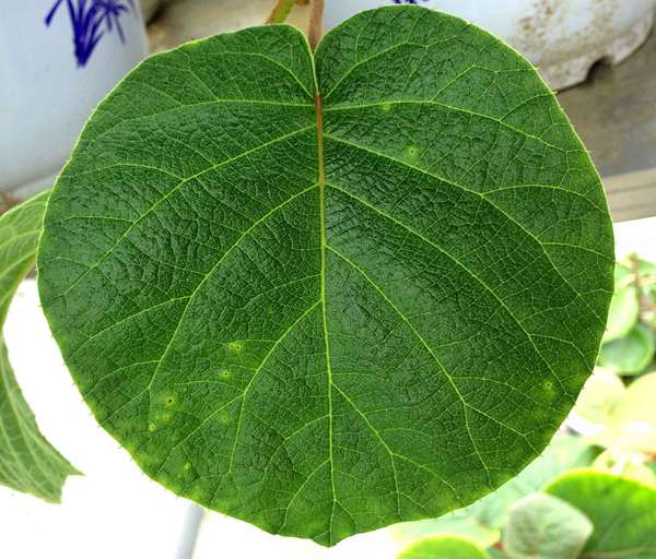 紅心獼猴桃細(xì)菌性潰瘍病